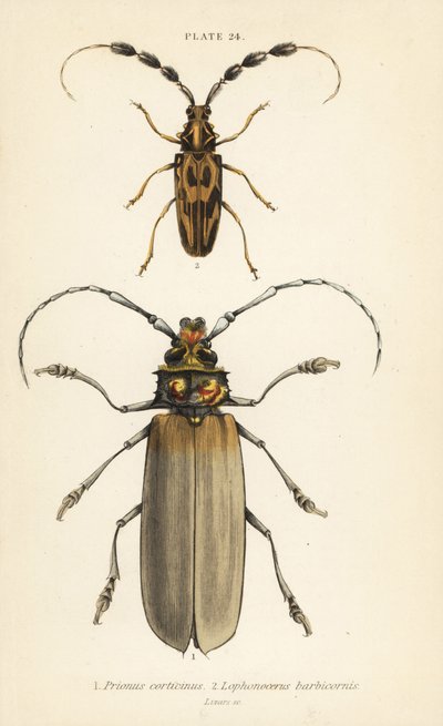 Orthomegas cinnamomeus Prionus corticinus 1, and Batus barbicornis, Lophonocerus barbicornis 2 作者 英语学校