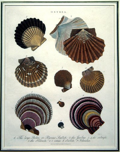 Ostrea，《伦敦百科全书》（1796-1829）中的插图，由J. Pass雕刻。 作者 英语学校