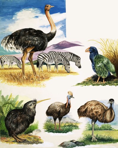 鸵鸟，猕猴桃，Cassowary，Emu和Takahe 作者 英语学校