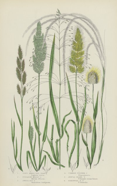 卵形兔尾草、蔓生小米草、芒硝草、普通羽毛草（彩色石版画） 作者 英语学校