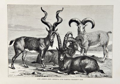 Ovis Ammon  -  Ibex Siberica  -  Ovis Nabura  -  Markhov Ram，来自The Universal Geography，地球及其居民的插图，由Elisee Reclus发布，1878年出版 作者 英语学校