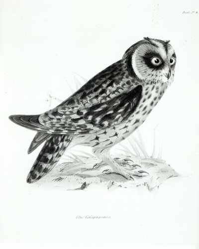 Owl，来自查尔斯·达尔文的“HMS Beagle航行动物学”，1832-36页 作者 英语学校