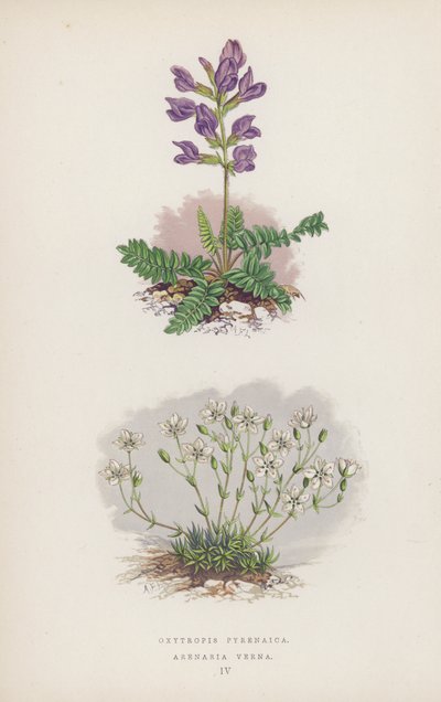 Oxytropis Pyrenaica; Arenaria Verna (color litho) 作者 英语学校