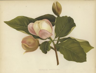 Oyama Magnolia 作者 English School
