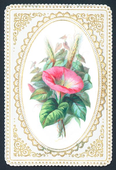 PInk Petunia花，卡片 作者 英语学校