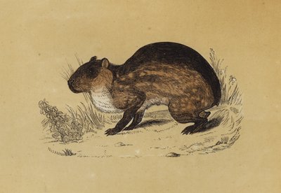 Paca（彩色石版画） 作者 英语学校