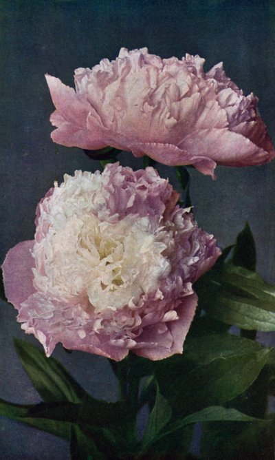 凯尔威的西方女神芍药（彩色石版画） 作者 英语学校