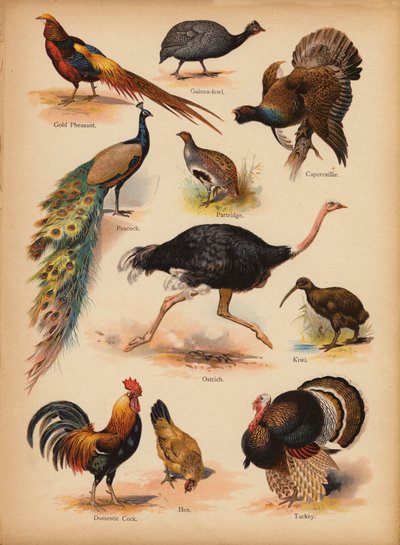 约 1900 年《民间小图画自然史》中的一页（彩虹彩画） 作者 英语学校