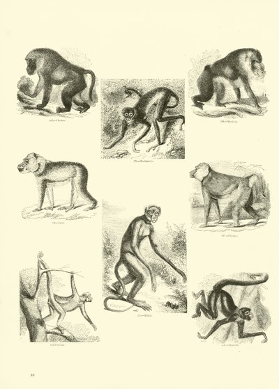 来自动画自然画报博物馆的页面 作者 English School