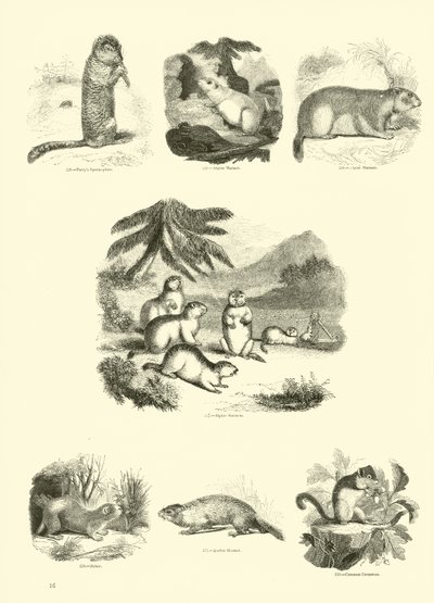 来自动画自然画报博物馆的页面 作者 English School