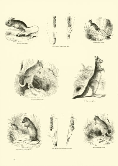 来自动画自然画报博物馆的页面 作者 English School