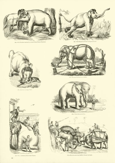 来自动画自然画报博物馆的页面 作者 English School