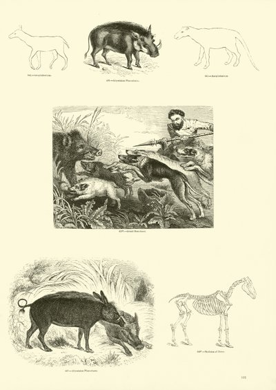 来自动画自然画报博物馆的页面 作者 英语学校