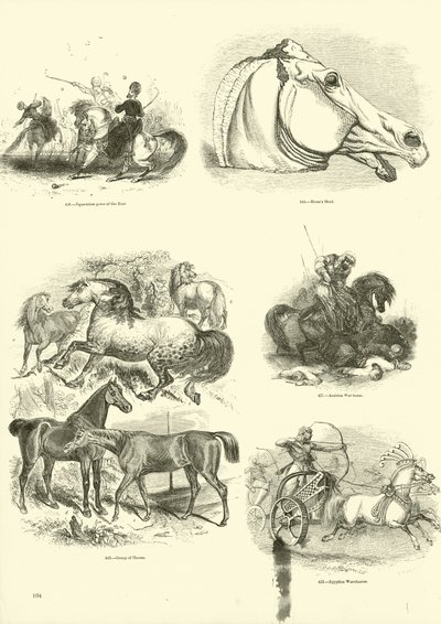 来自动画自然画报博物馆的页面 作者 英语学校
