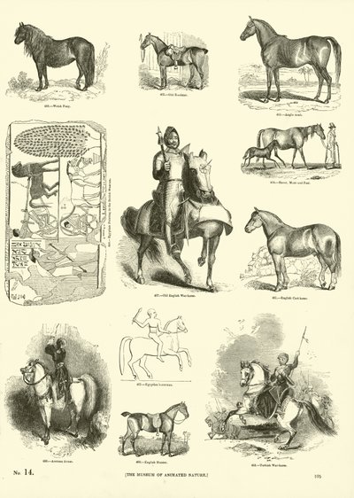 来自动画自然画报博物馆的页面 作者 English School