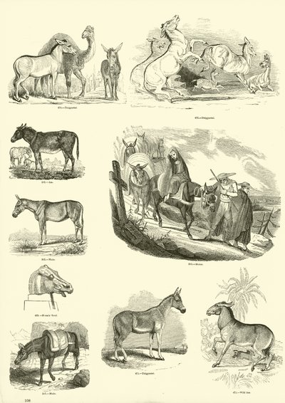 来自动画自然画报博物馆的页面 作者 English School