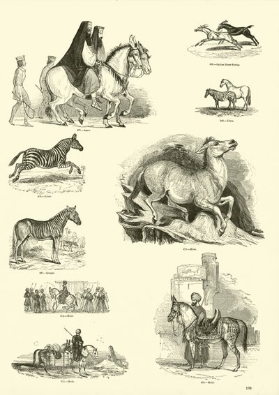 来自动画自然画报博物馆的页面 作者 English School