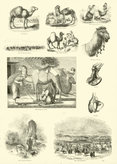 来自动画自然画报博物馆的页面 作者 英语学校