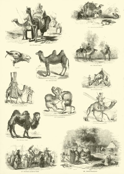 来自动画自然画报博物馆的页面 作者 英语学校