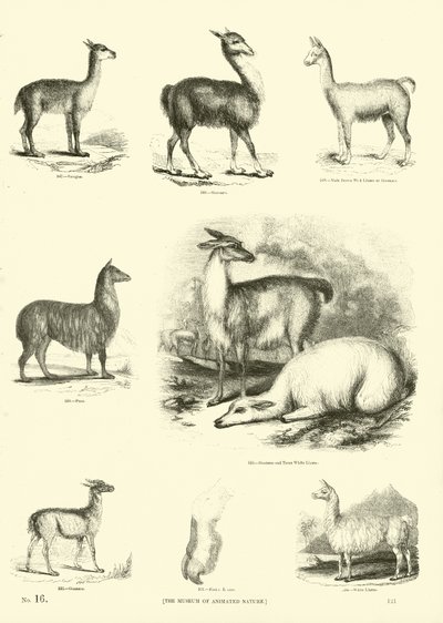 来自动画自然画报博物馆的页面 作者 英语学校