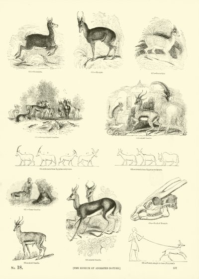 来自动画自然画报博物馆的页面 作者 English School