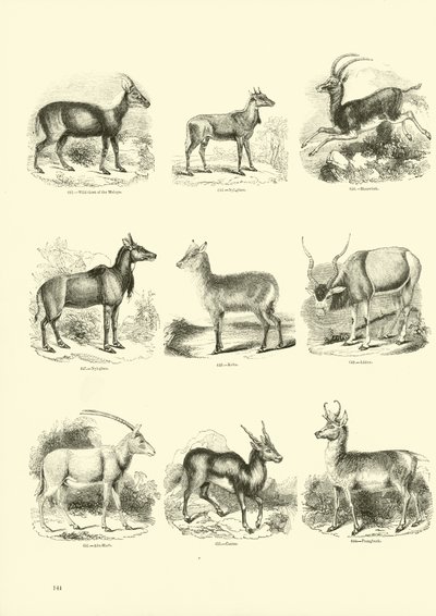 来自动画自然画报博物馆的页面 作者 English School