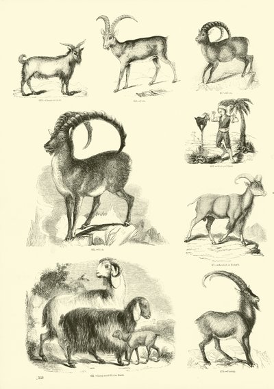 来自动画自然画报博物馆的页面 作者 英语学校