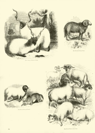来自动画自然画报博物馆的页面 作者 English School