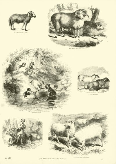 来自动画自然画报博物馆的页面 作者 英语学校