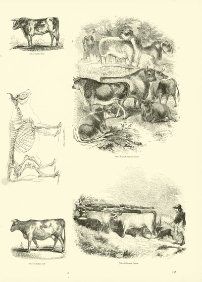 来自动画自然画报博物馆的页面 作者 English School