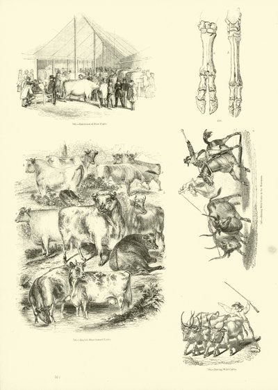 来自动画自然画报博物馆的页面 作者 English School
