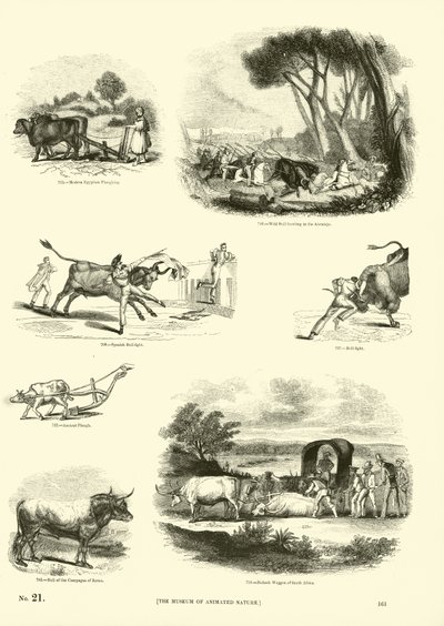 来自动画自然画报博物馆的页面 作者 English School