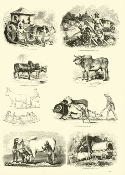 来自动画自然画报博物馆的页面 作者 英语学校