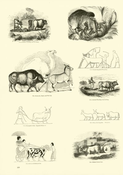 来自动画自然画报博物馆的页面 作者 English School