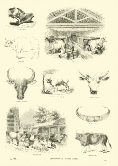 来自动画自然画报博物馆的页面 作者 英语学校