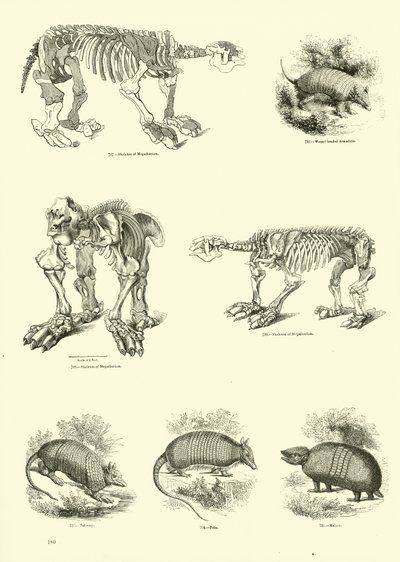 来自动画自然画报博物馆的页面 作者 English School