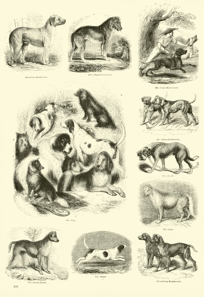 来自动画自然画报博物馆的页面 作者 English School