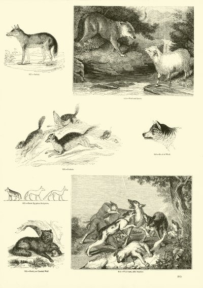 来自动画自然画报博物馆的页面 作者 English School