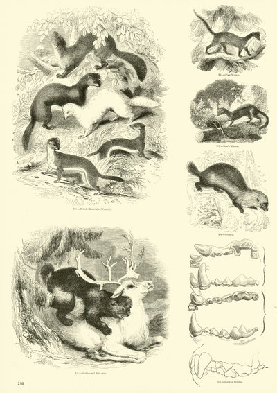 来自动画自然画报博物馆的页面 作者 英语学校