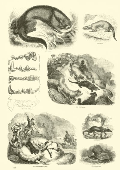 来自动画自然画报博物馆的页面 作者 English School