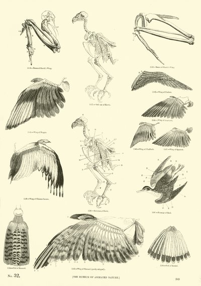 来自动画自然画报博物馆的页面 作者 English School