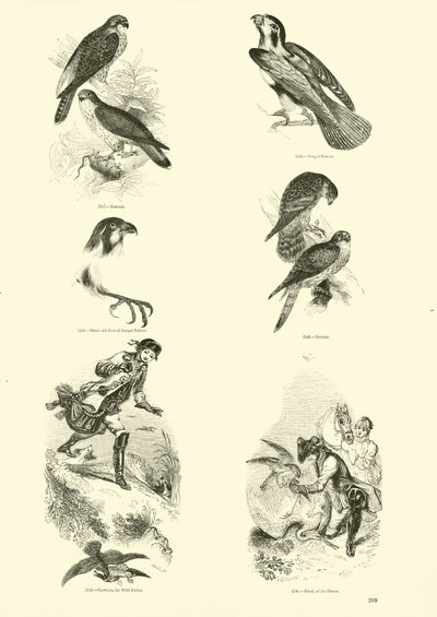 来自动画自然画报博物馆的页面 作者 English School