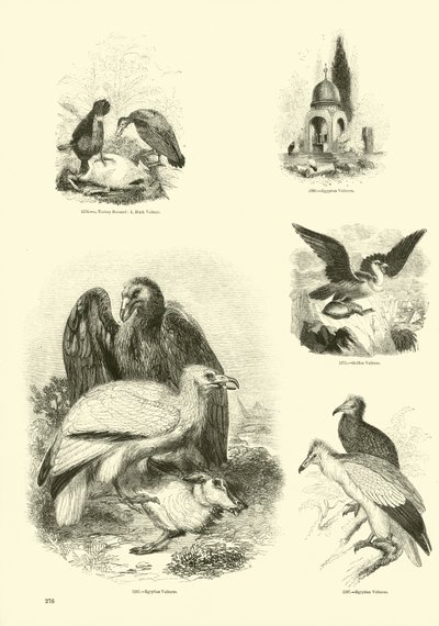 来自动画自然画报博物馆的页面 作者 English School