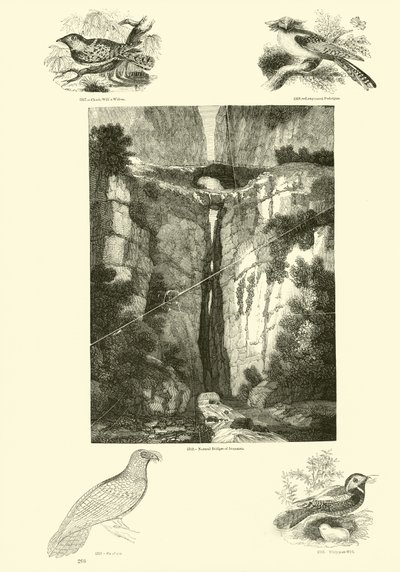 来自动画自然画报博物馆的页面 作者 English School