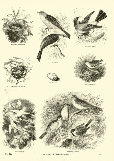 来自动画自然画报博物馆的页面 作者 English School