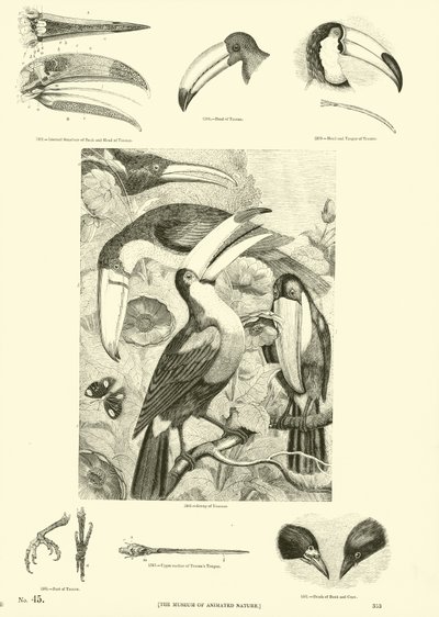 来自动画自然画报博物馆的页面 作者 English School