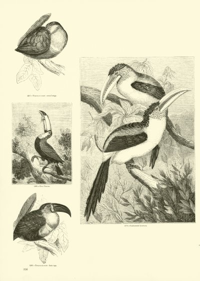 来自动画自然画报博物馆的页面 作者 English School