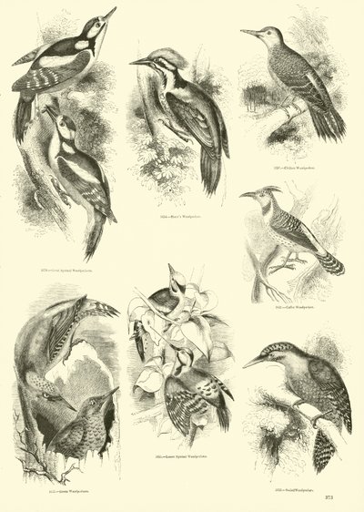 来自动画自然画报博物馆的页面 作者 English School