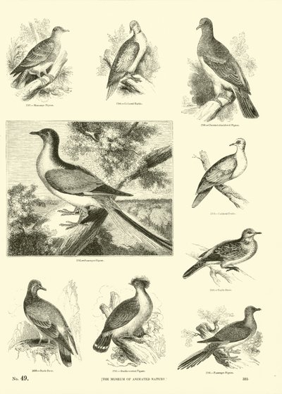 来自动画自然画报博物馆的页面 作者 English School