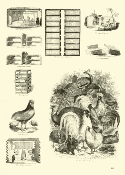 来自动画自然画报博物馆的页面 作者 English School
